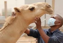 La Mauritanie enregistre 46 cas de fièvre de la vallée du Rift dans 13 wilayas